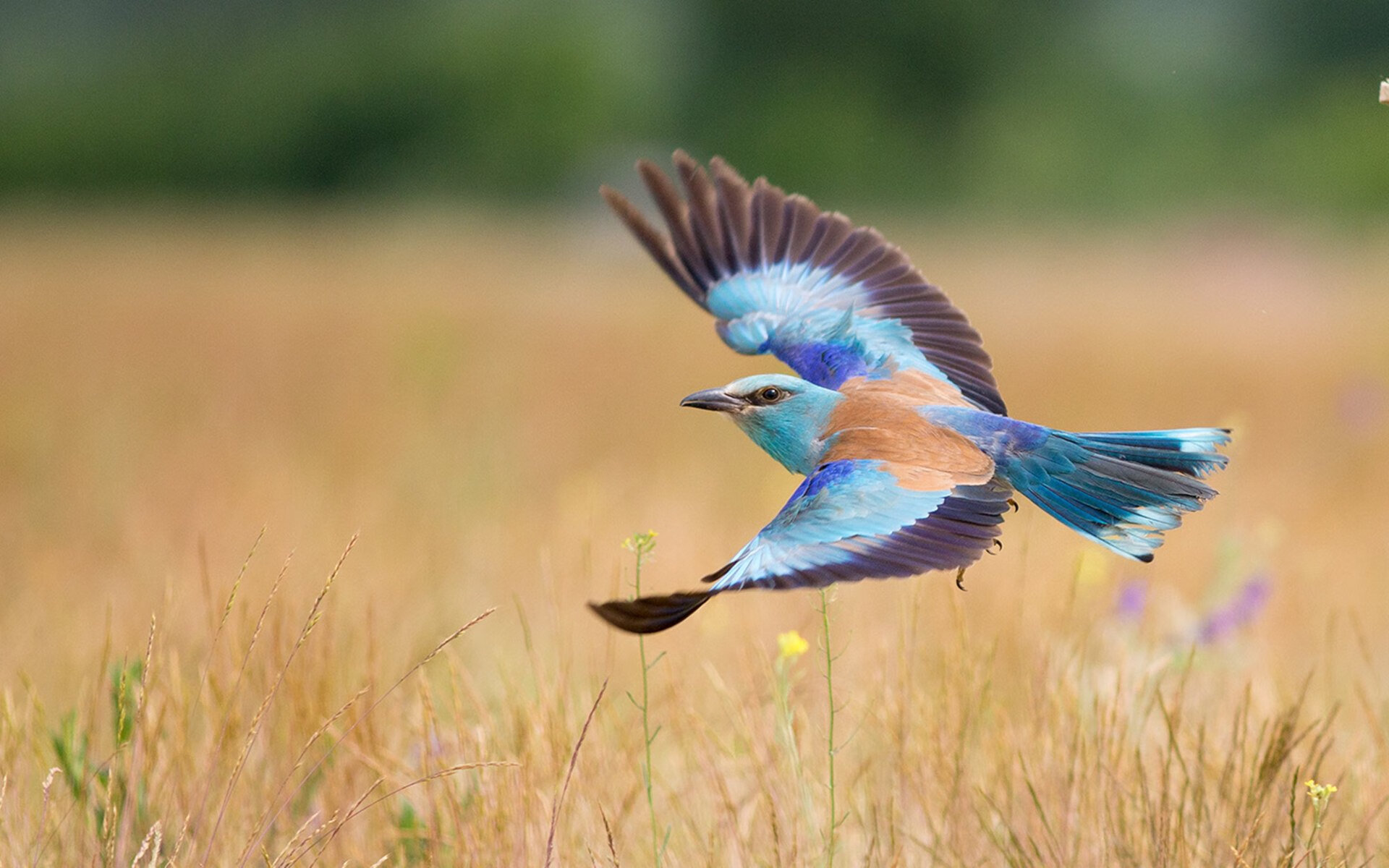 体育赛事保险服务体系设计与风险评估模型，体育赛事的风险管理